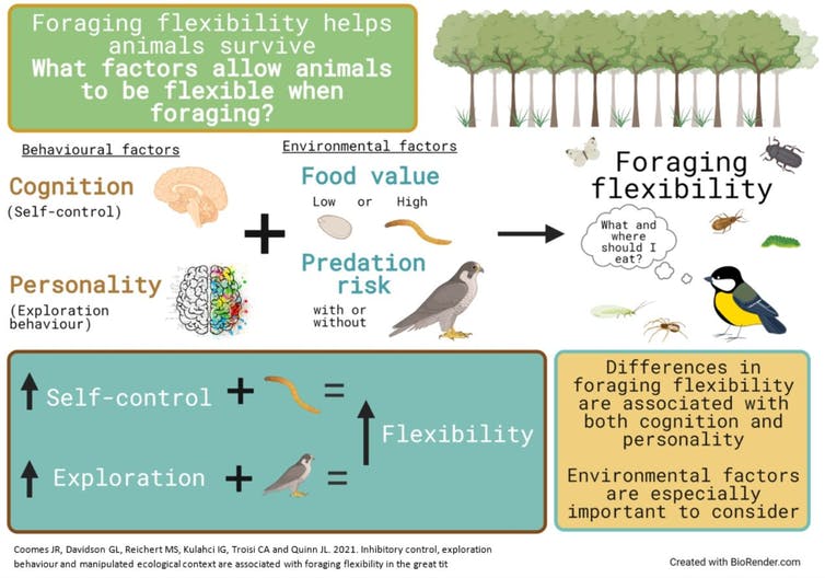 Birds’ feeding habits are affected by their personality and self-control