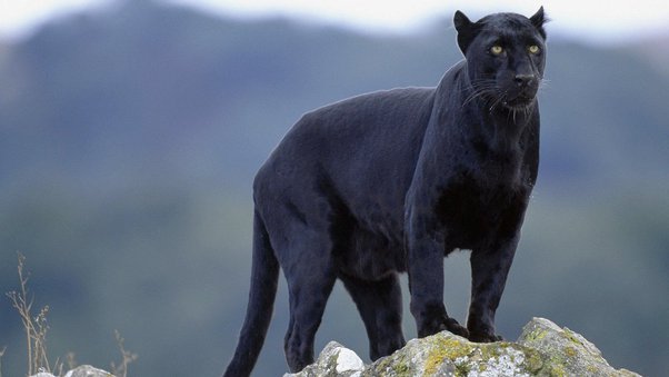 New wildlife quotas reopen fault lines over hunting, science and governance
