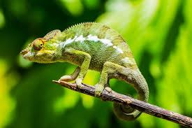 Lost” species of chameleon found in hotel gardens
