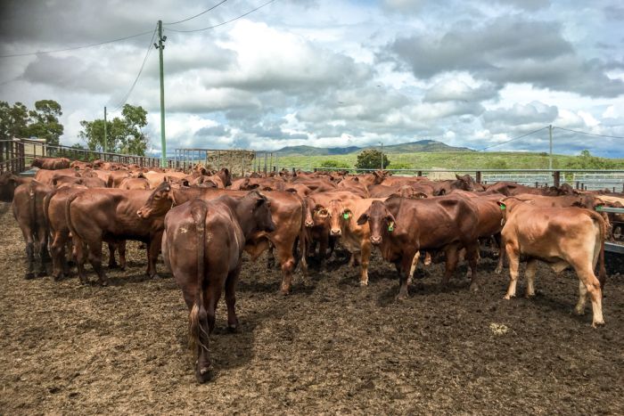 South African livestock industry in crisis