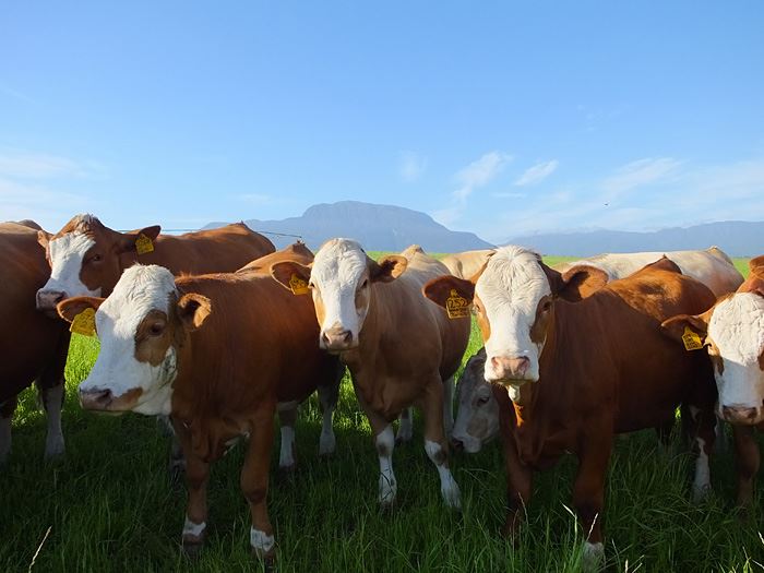 Balancing winter ration supplementation for optimal cow performance