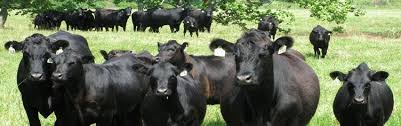 World food prices rise in April 2019- 
