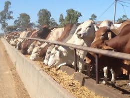 Treating beef like coal would make a big dent in greenhouse-gas emissions