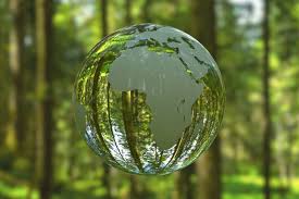 Do trees really stay in touch via a ‘wood-wide web’? Here’s what the evidence says