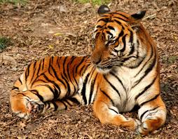 South Africa cited in global report that seeks to end captive tiger breeding