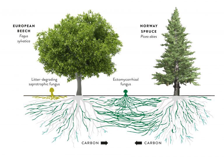 The Hidden World Under Our Feet