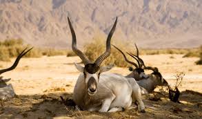 African wildlife experiences